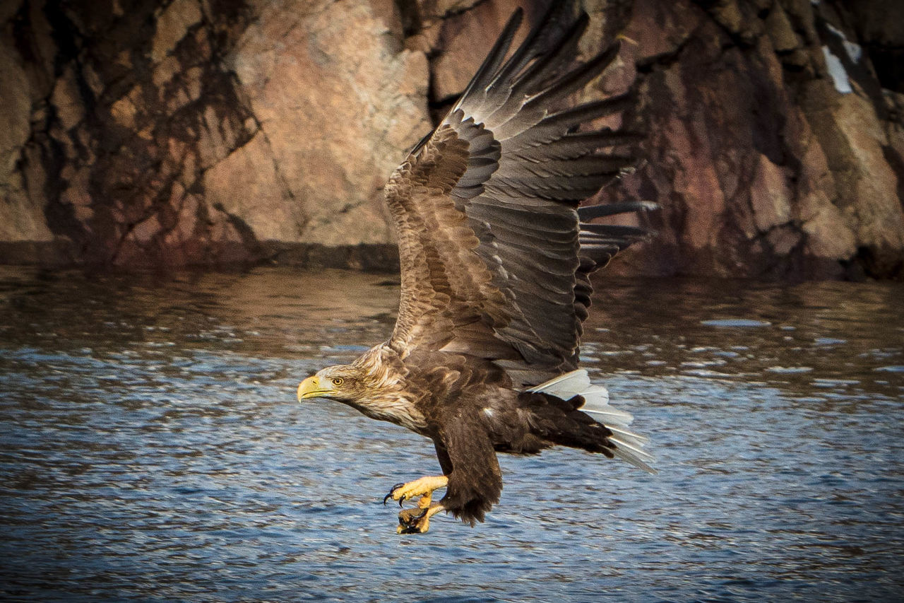 Close-up of eagle flying over lake