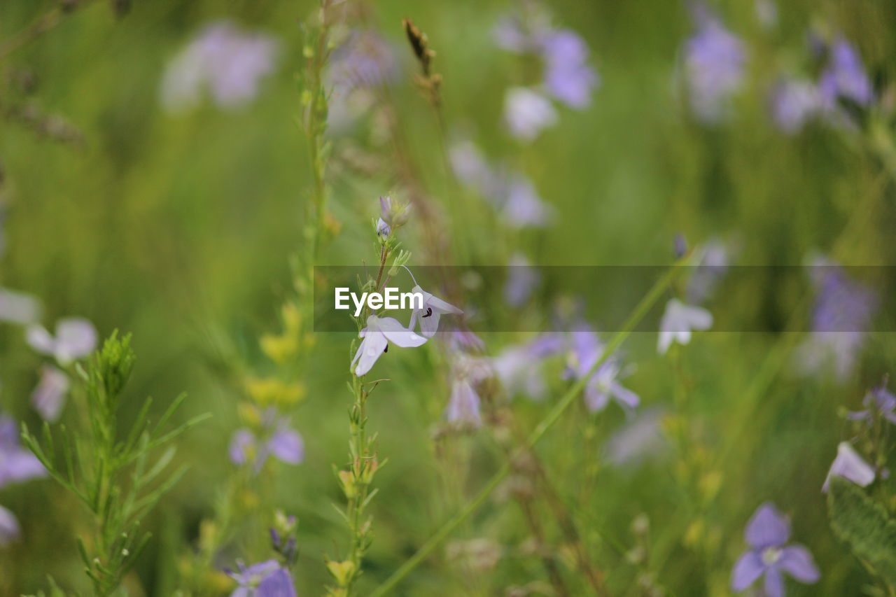 CLOSE-UP OF PURPLE FLOWERS ON FIELD