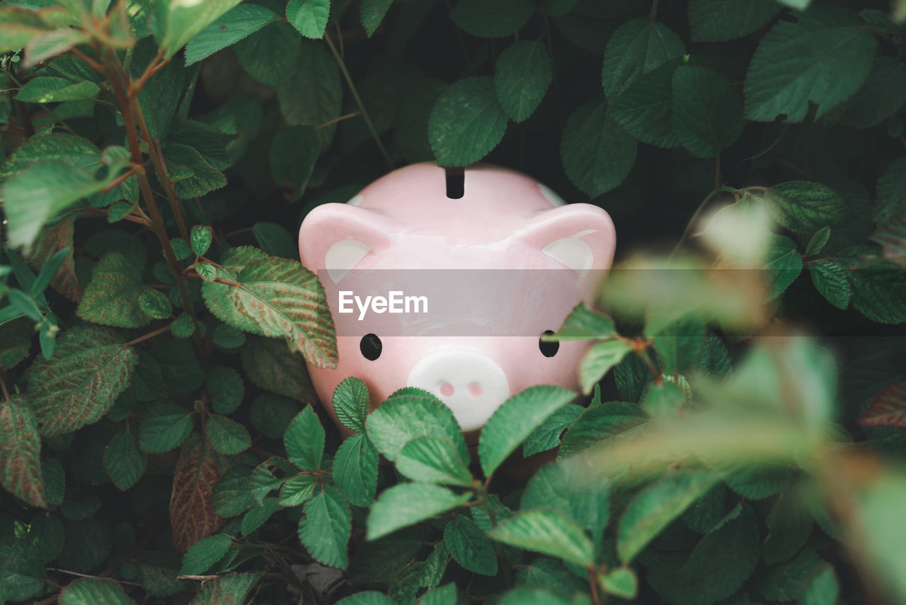 Close-up of piggy bank by plants