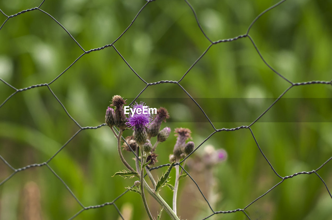 CLOSE-UP OF INSECT ON PLANT