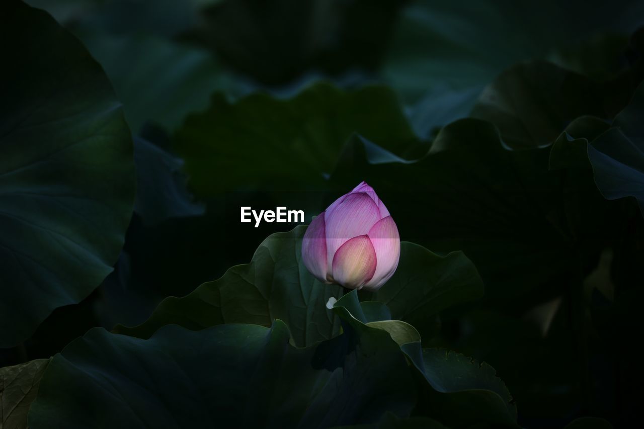 CLOSE-UP OF PINK LOTUS WATER LILY IN GARDEN