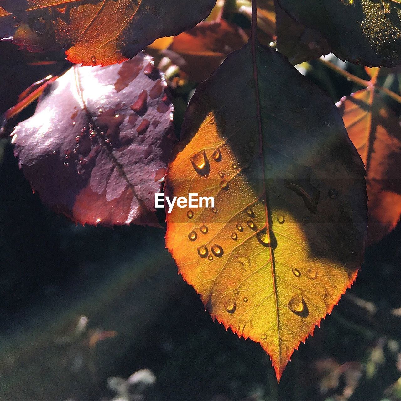 CLOSE-UP OF MAPLE LEAF ON AUTUMN LEAVES