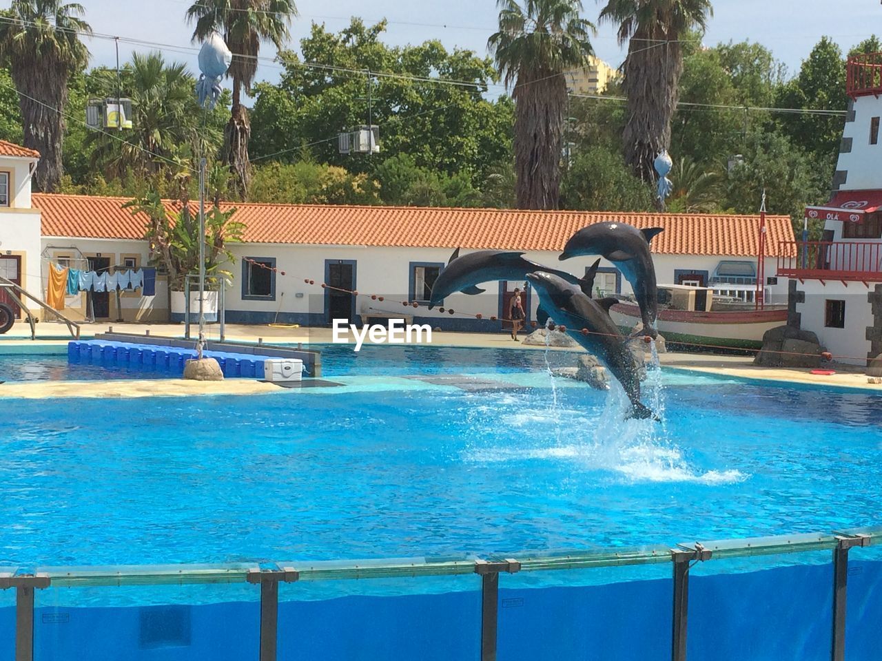 Dolphins jumping in pool