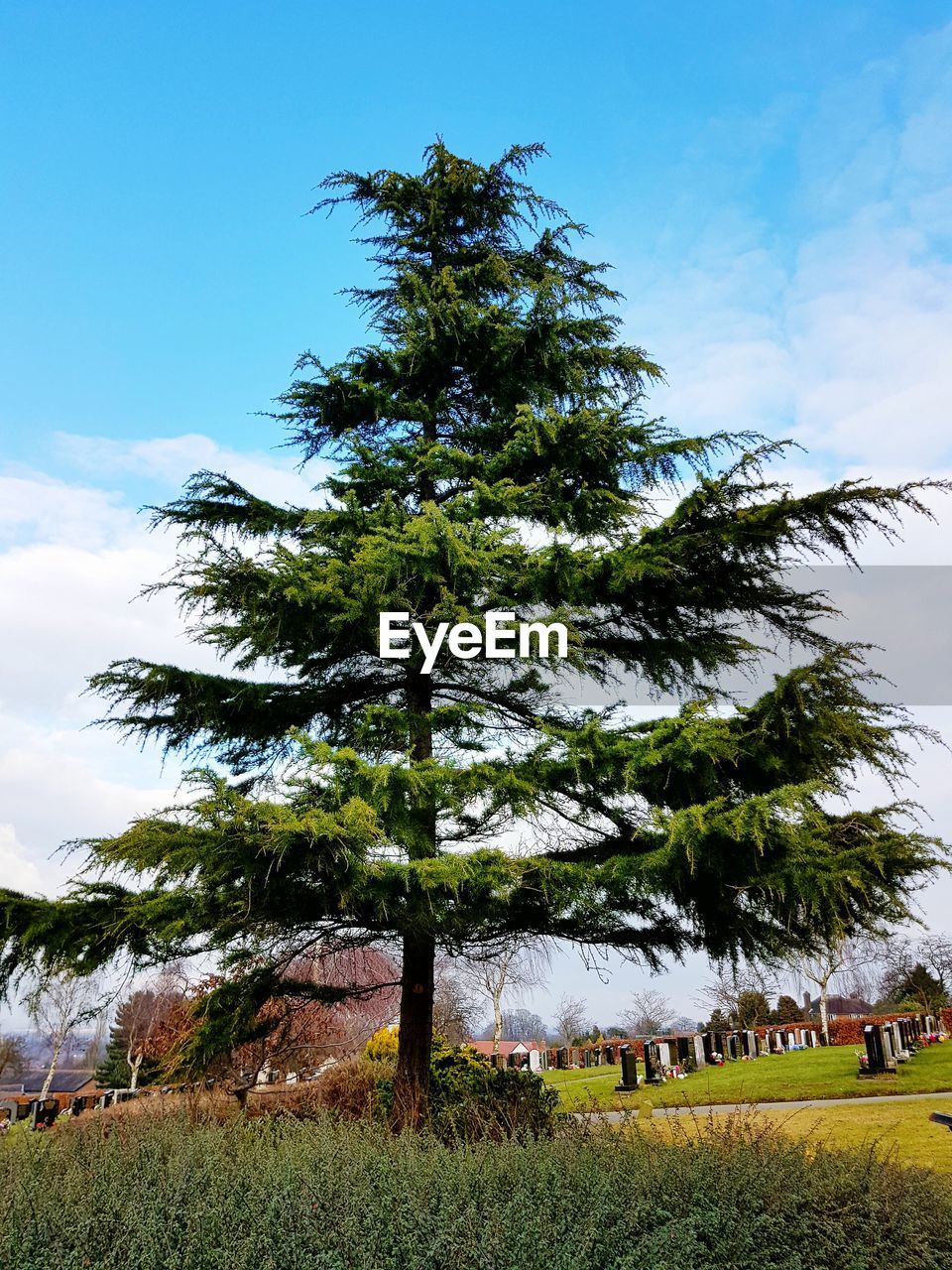 TREE WITH SKY IN BACKGROUND