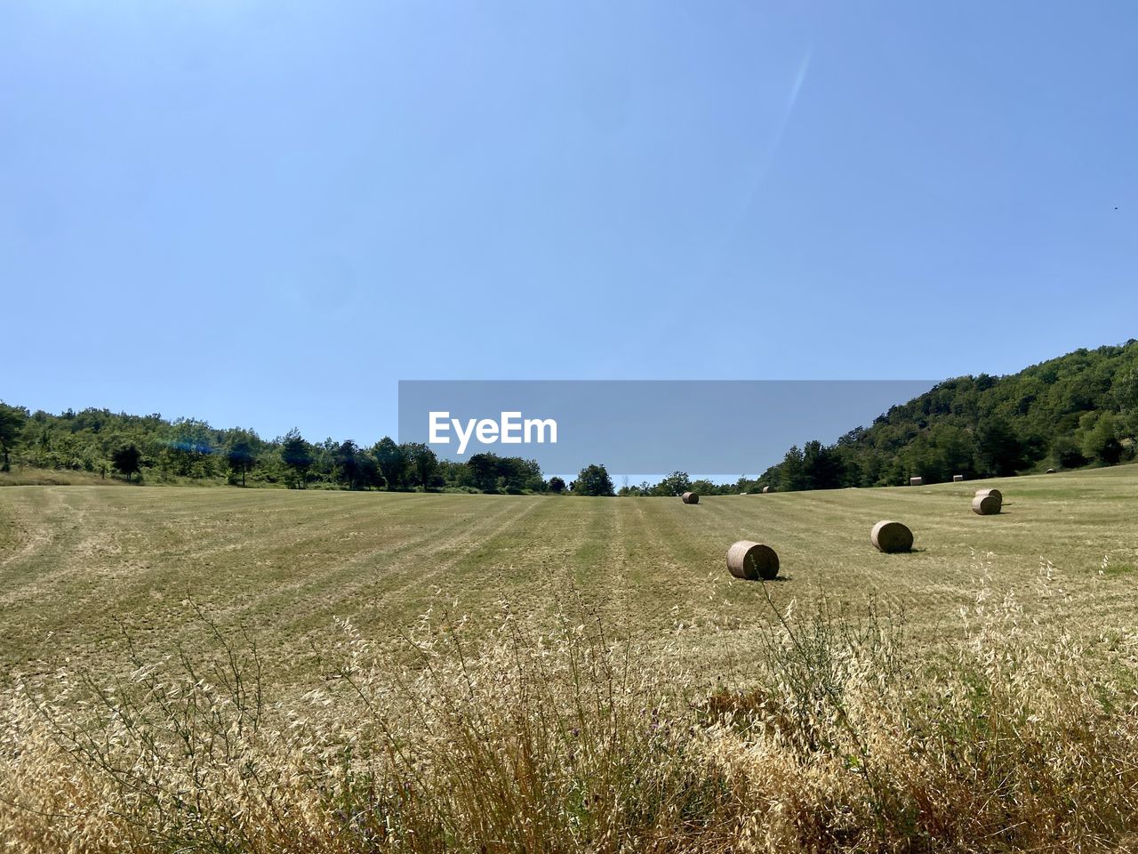 landscape, plant, land, field, sky, environment, hay, agriculture, bale, rural scene, nature, grass, farm, scenics - nature, crop, tranquility, grassland, beauty in nature, tranquil scene, tree, no people, cereal plant, rural area, plain, blue, harvesting, pasture, growth, meadow, prairie, rolled up, idyllic, day, summer, cloud, non-urban scene, soil, hill, sunlight, outdoors, horizon, clear sky, corn, straw, sunny, food, wheat