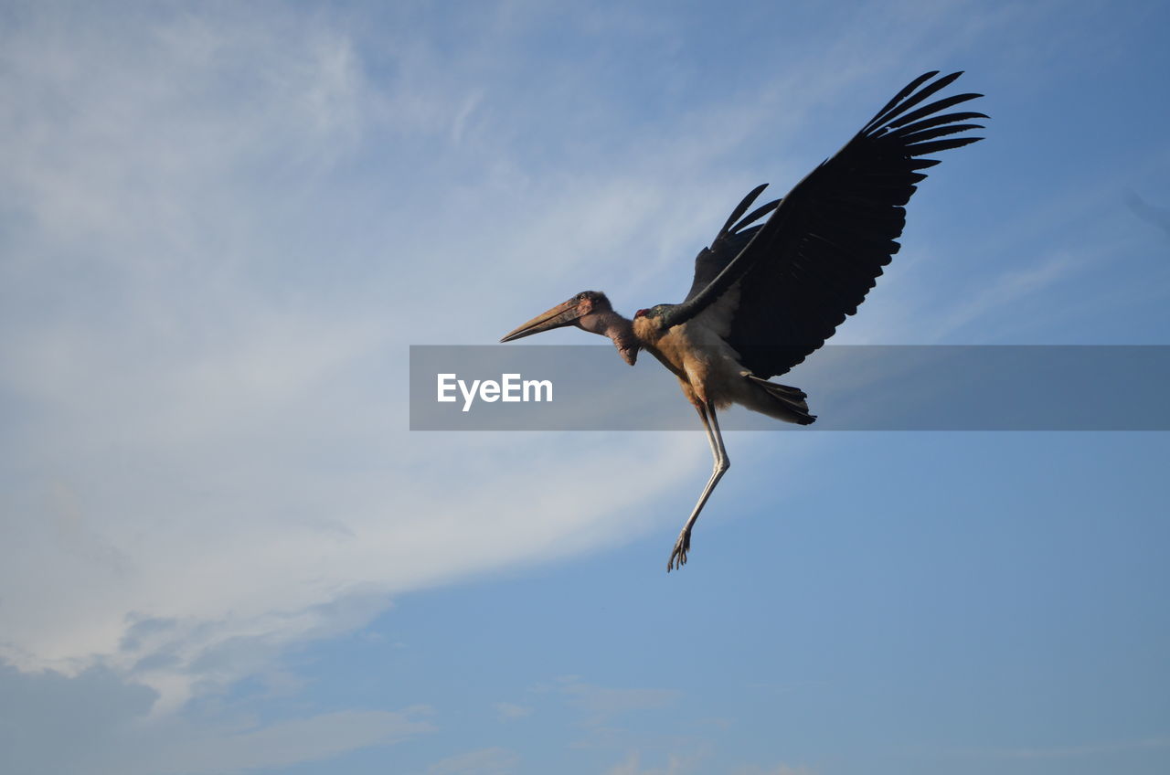 BIRD FLYING OVER SKY