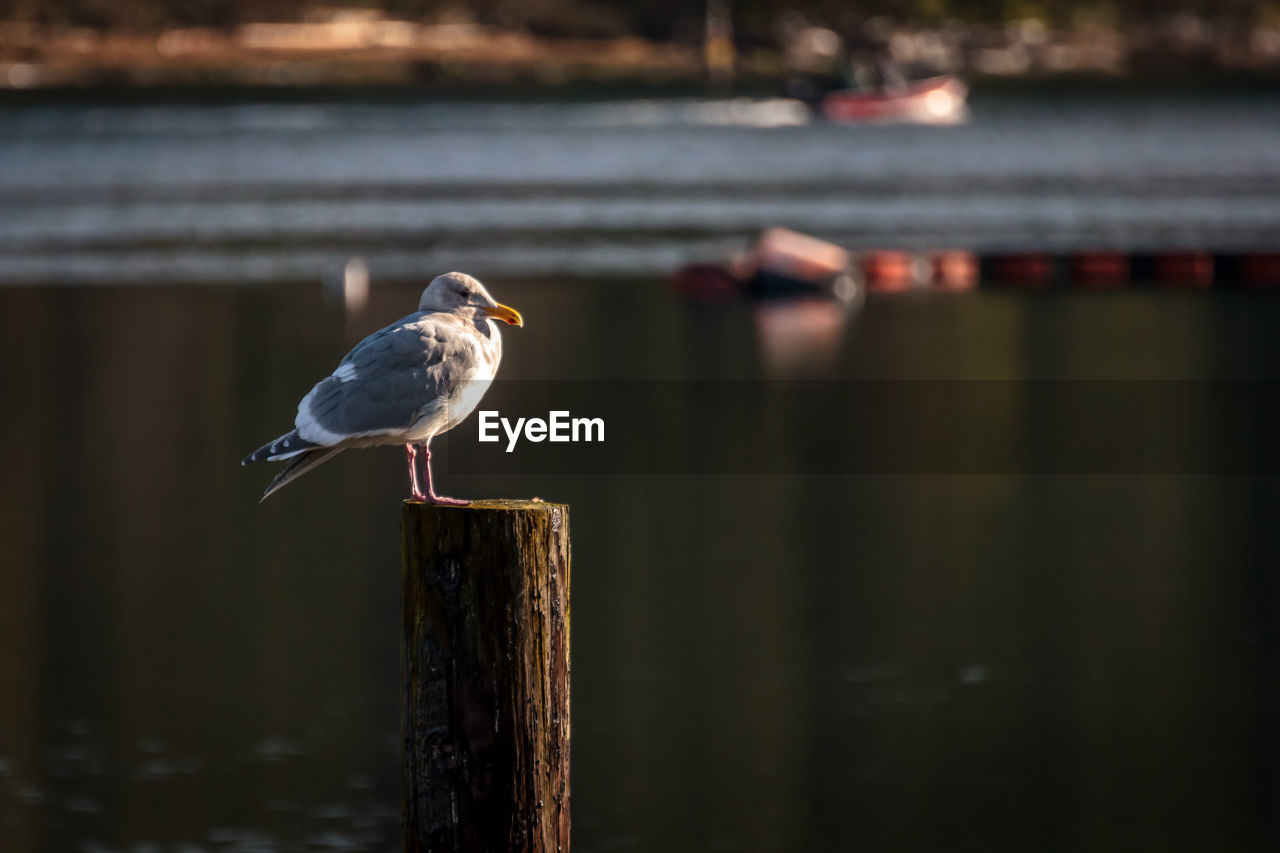 CLOSE-UP OF SEAGULLS PERCHING ON WOODEN POST