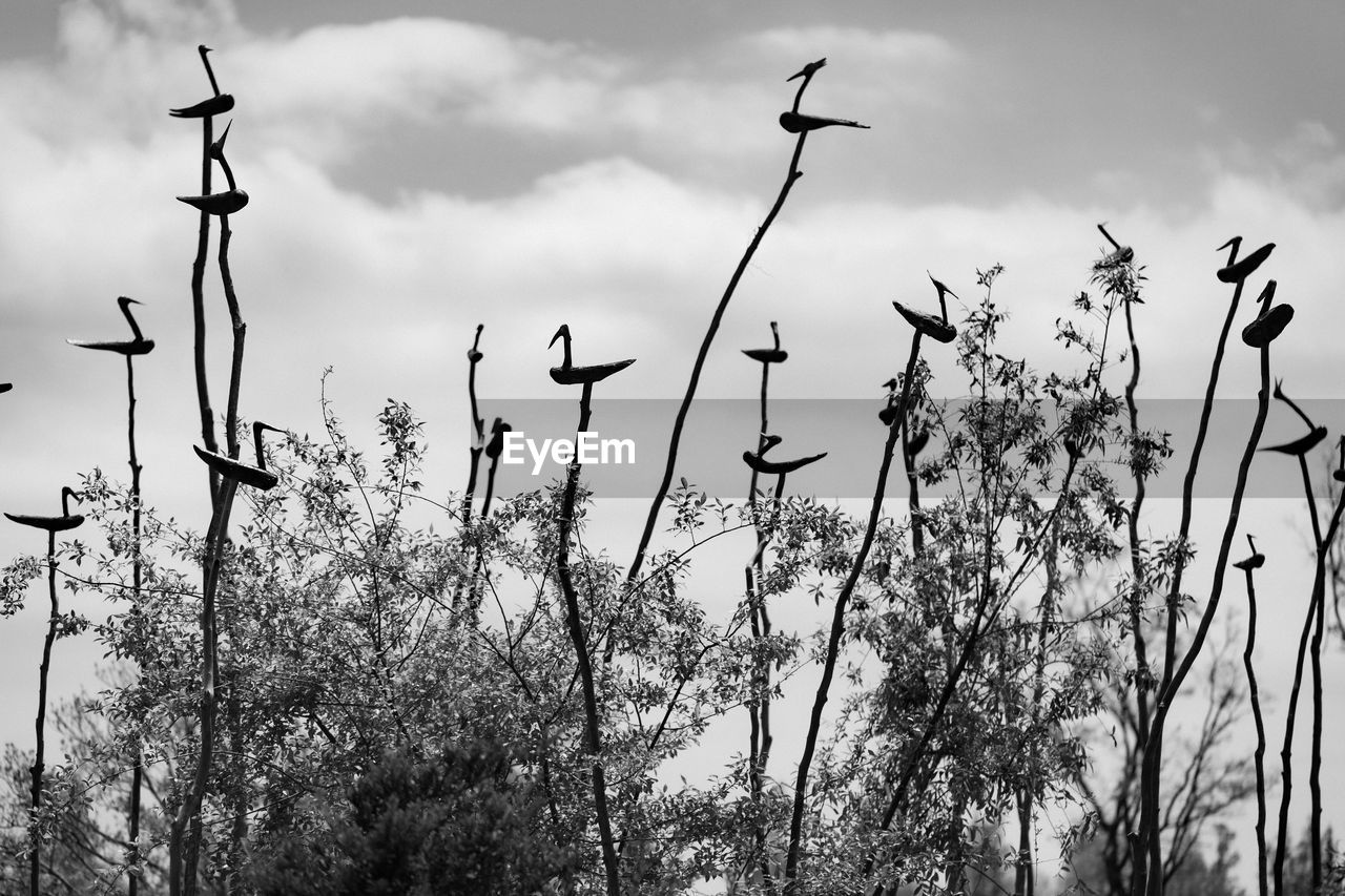 LOW ANGLE VIEW OF SILHOUETTE PLANT AGAINST SKY