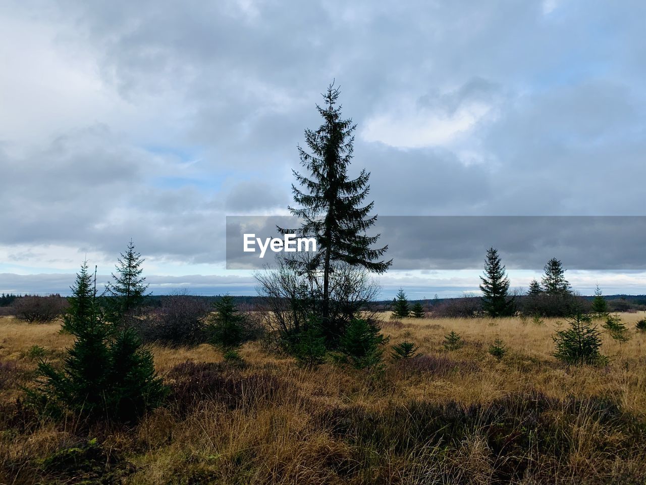 Trees on field against sky