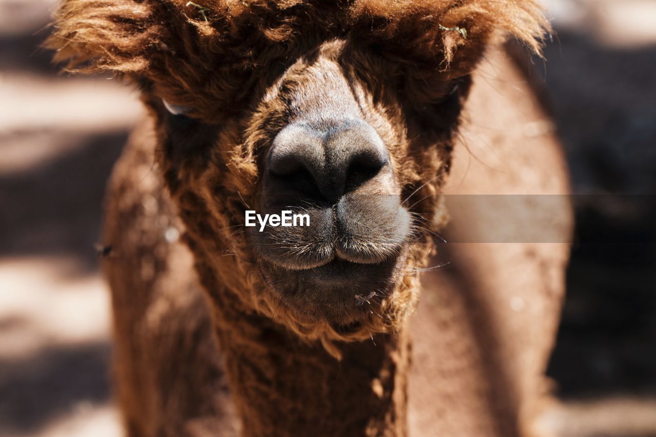 Close-up portrait of an angry lama