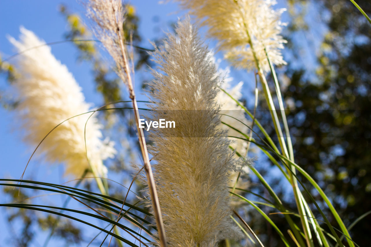 Close-up of stalks against sky