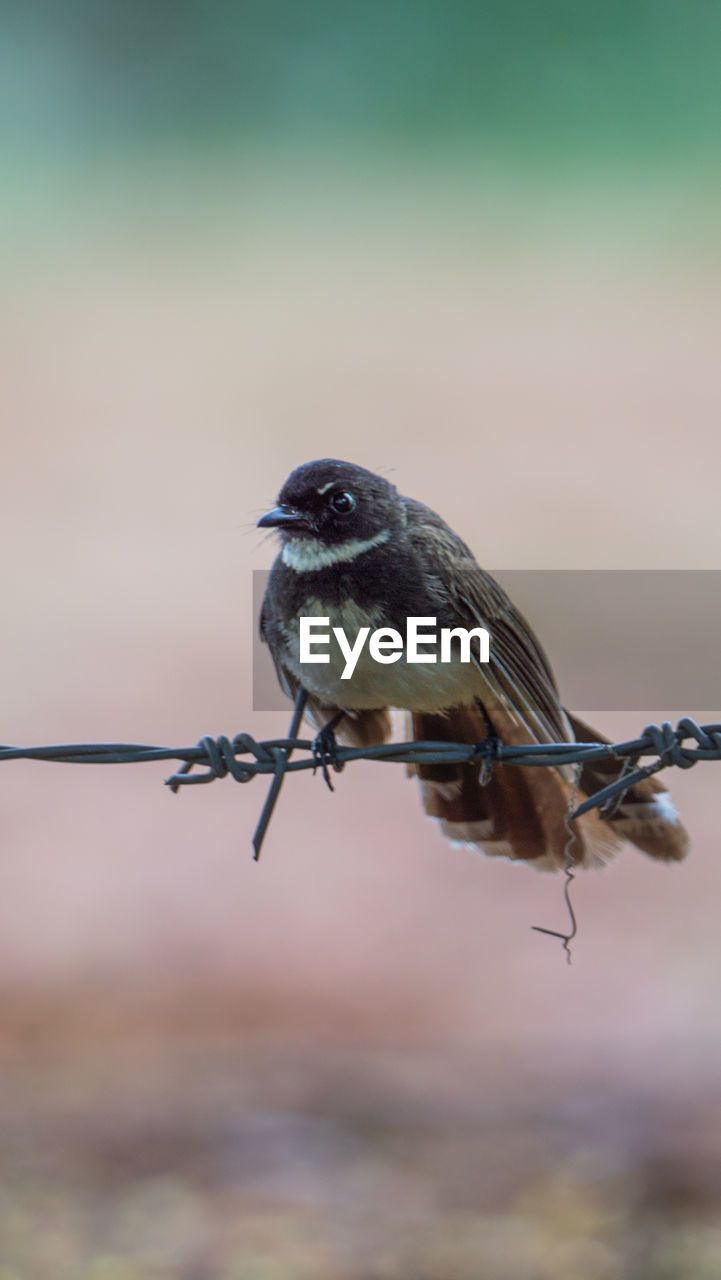 CLOSE-UP OF BIRD PERCHING