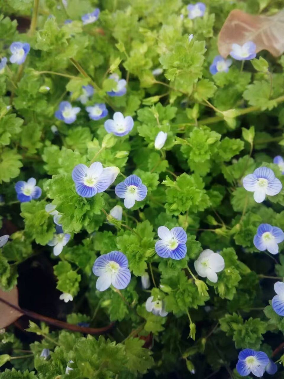 CLOSE-UP OF FLOWERS BLOOMING IN PLANT