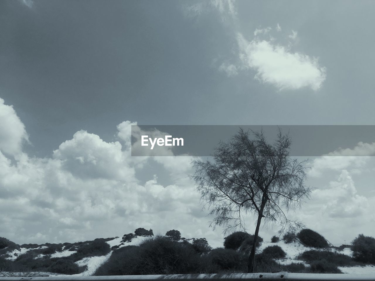 TREES ON SNOW COVERED LAND