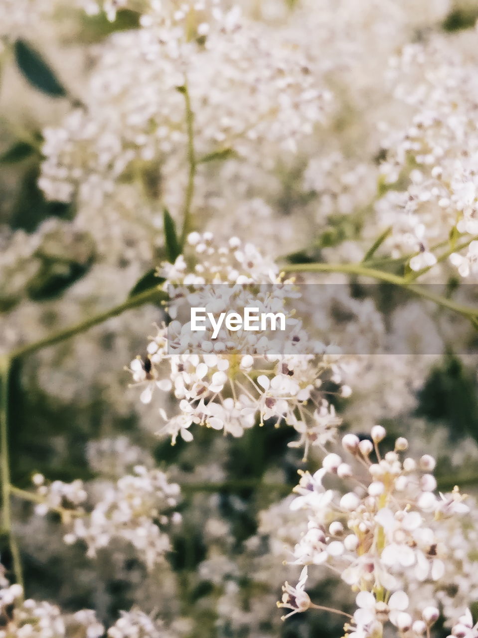 Close-up of white cherry blossoms