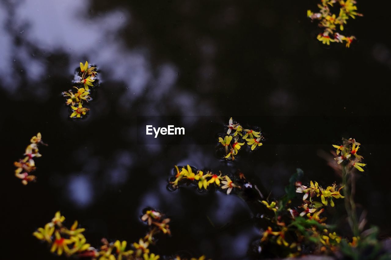 Close-up of yellow flowering plant