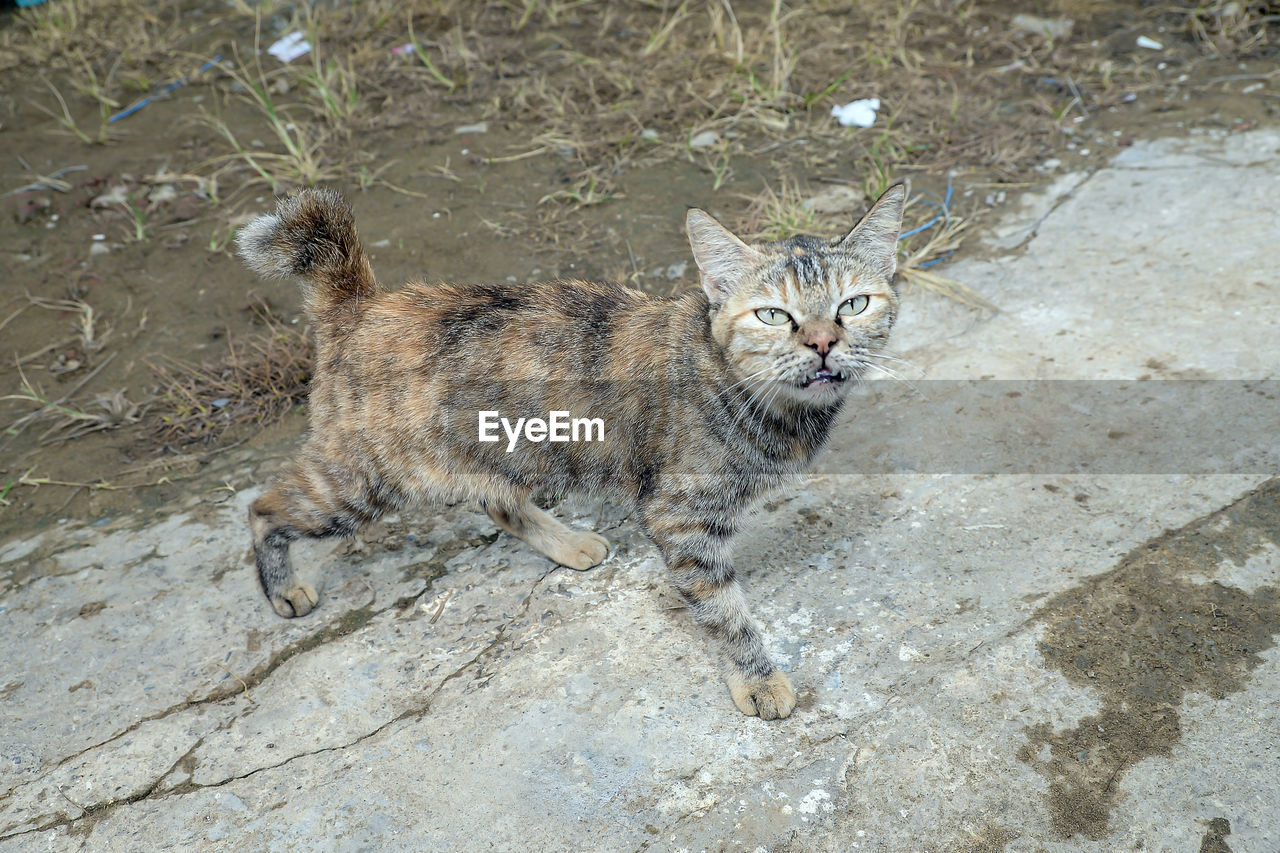 animal, animal themes, mammal, wild cat, feline, pet, cat, bobcat, one animal, domestic animals, felidae, high angle view, domestic cat, wildlife, no people, looking at camera, lynx, small to medium-sized cats, portrait, day, carnivore, land, nature, outdoors