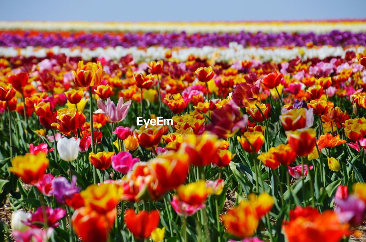 CLOSE-UP OF COLORFUL TULIPS ON FIELD