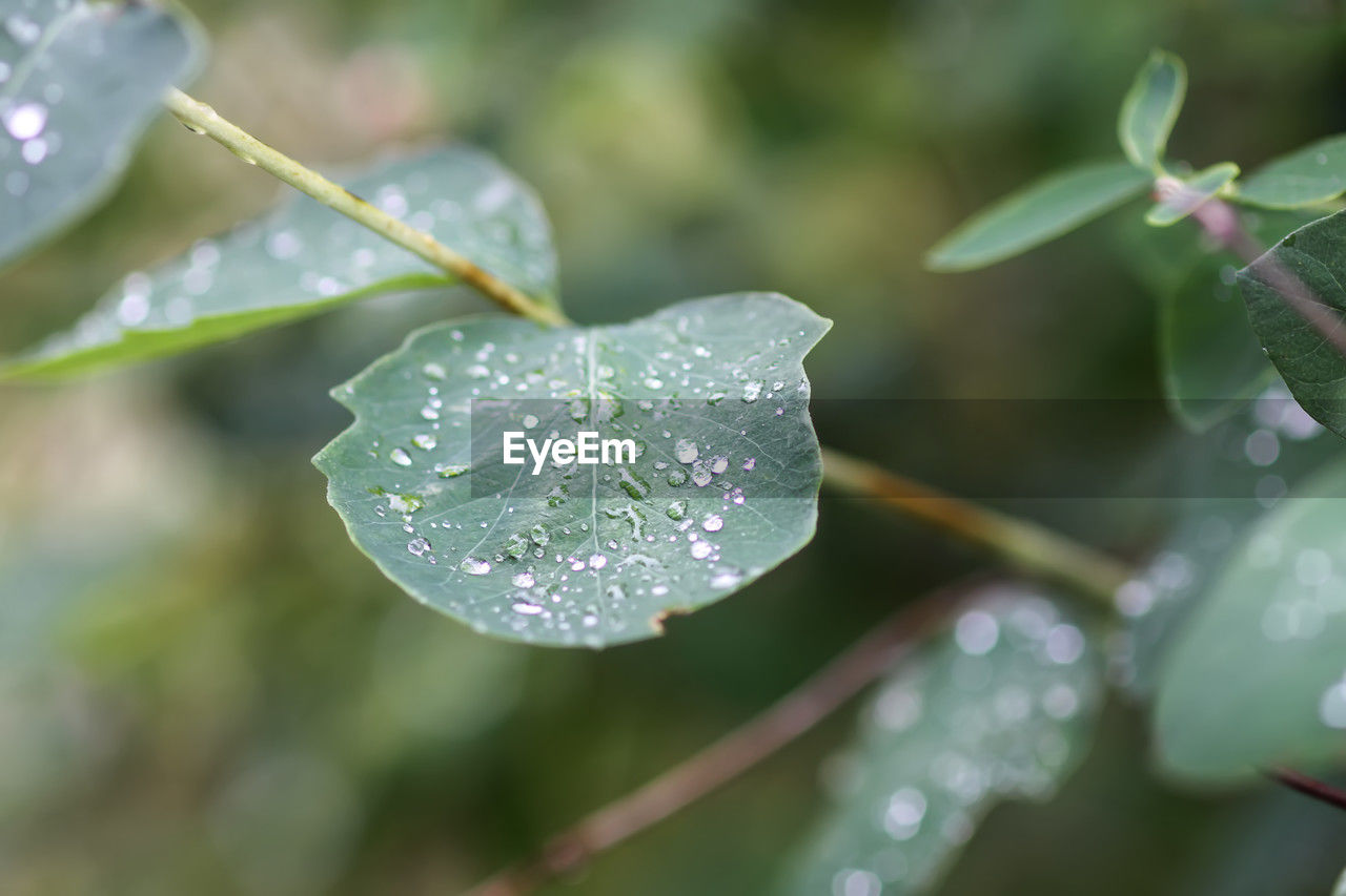 plant, drop, water, leaf, plant part, nature, wet, dew, macro photography, close-up, beauty in nature, moisture, green, flower, growth, freshness, no people, branch, outdoors, rain, environment, selective focus, day, focus on foreground, fragility, raindrop, tranquility, tree, petal, plant stem, flowering plant, wildflower, purity, macro, botany, defocused