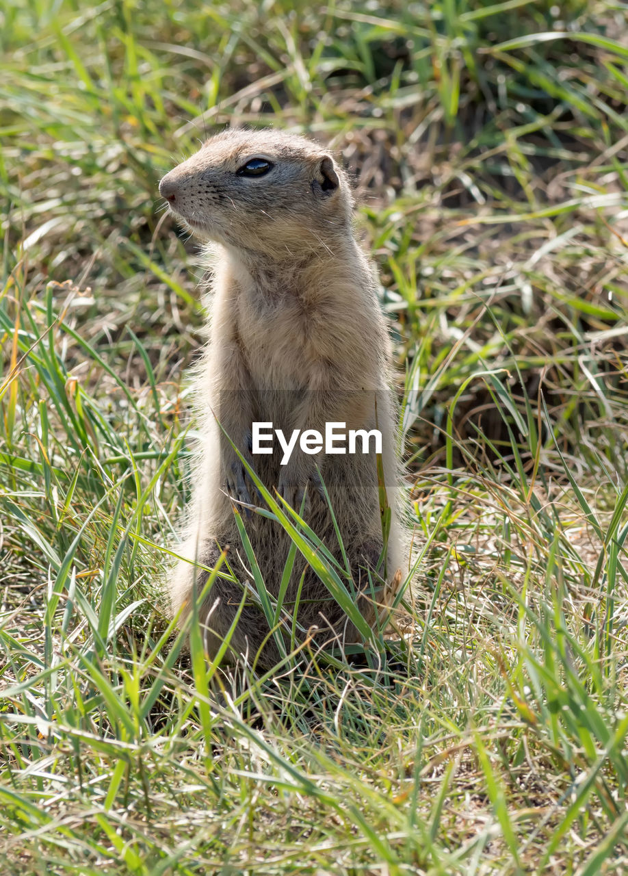 animal themes, animal, animal wildlife, one animal, wildlife, mammal, grass, squirrel, plant, nature, no people, prairie dog, rodent, land, day, outdoors, looking, rearing up, field, alertness, chipmunk, standing, focus on foreground