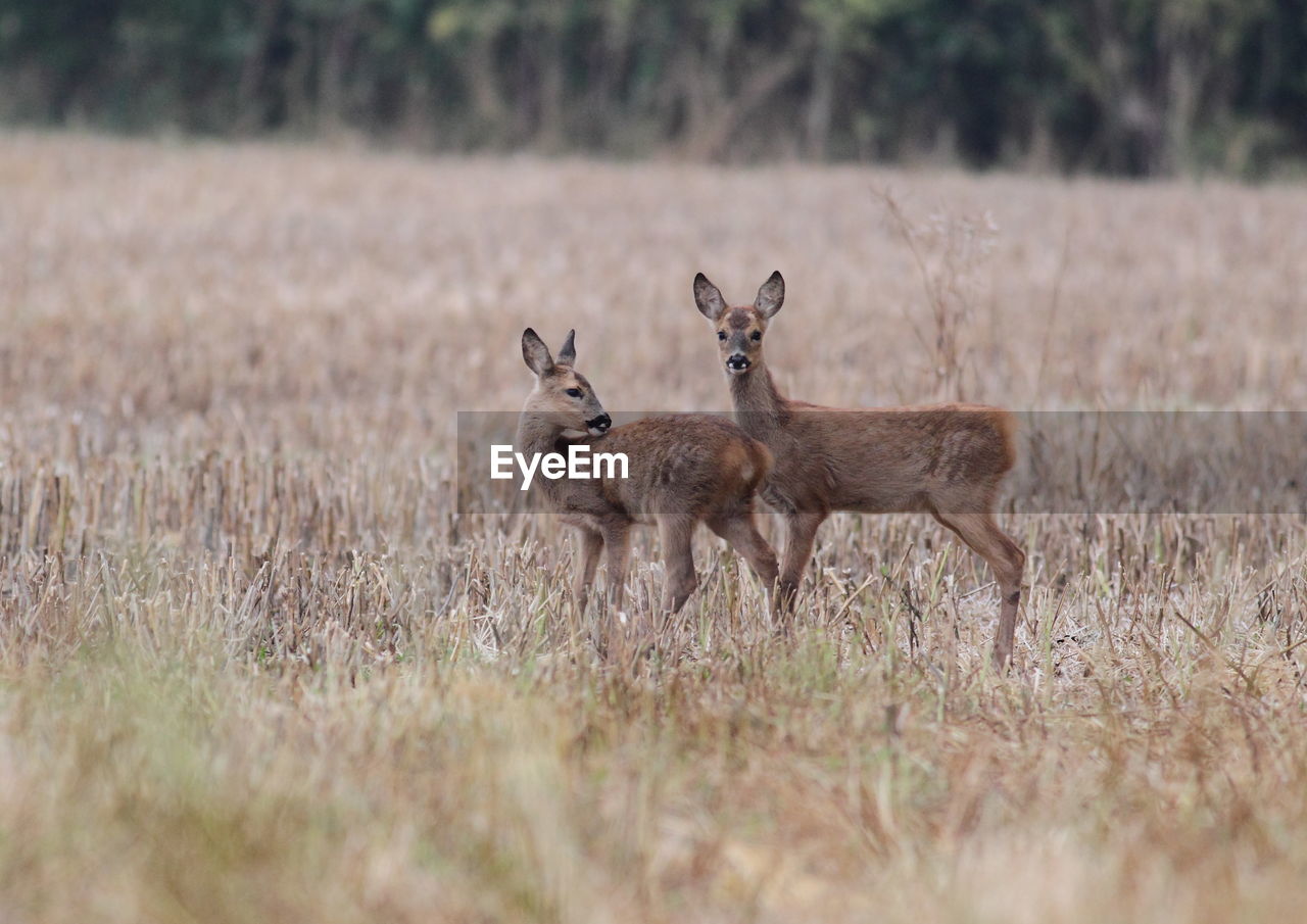 Deer in a field