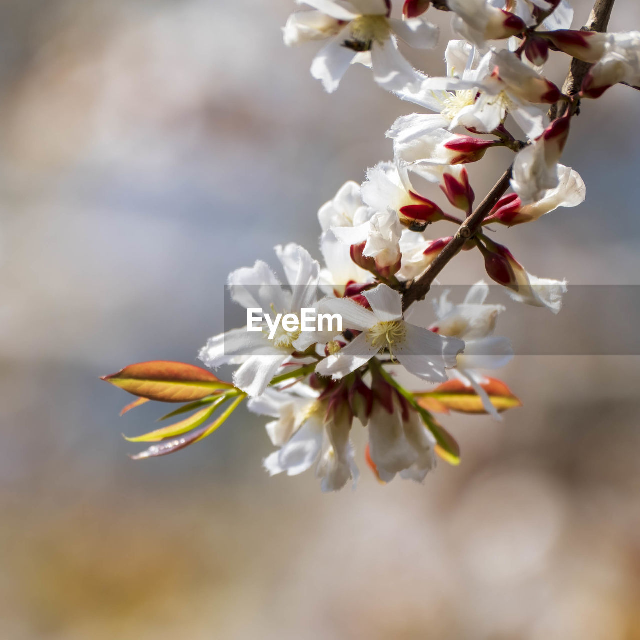 plant, flower, flowering plant, freshness, blossom, fragility, beauty in nature, springtime, tree, growth, nature, branch, close-up, spring, produce, macro photography, cherry blossom, focus on foreground, flower head, petal, twig, fruit tree, no people, food, white, outdoors, inflorescence, food and drink, botany, almond tree, selective focus, almond, pollen, day, fruit, cherry tree, stamen, pink, cherry, agriculture