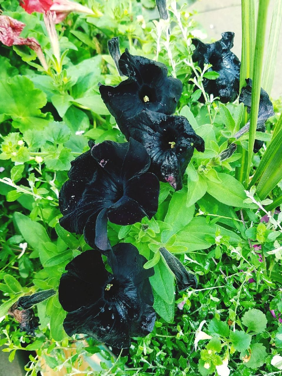 CLOSE-UP OF BLACK BUTTERFLY ON PLANTS