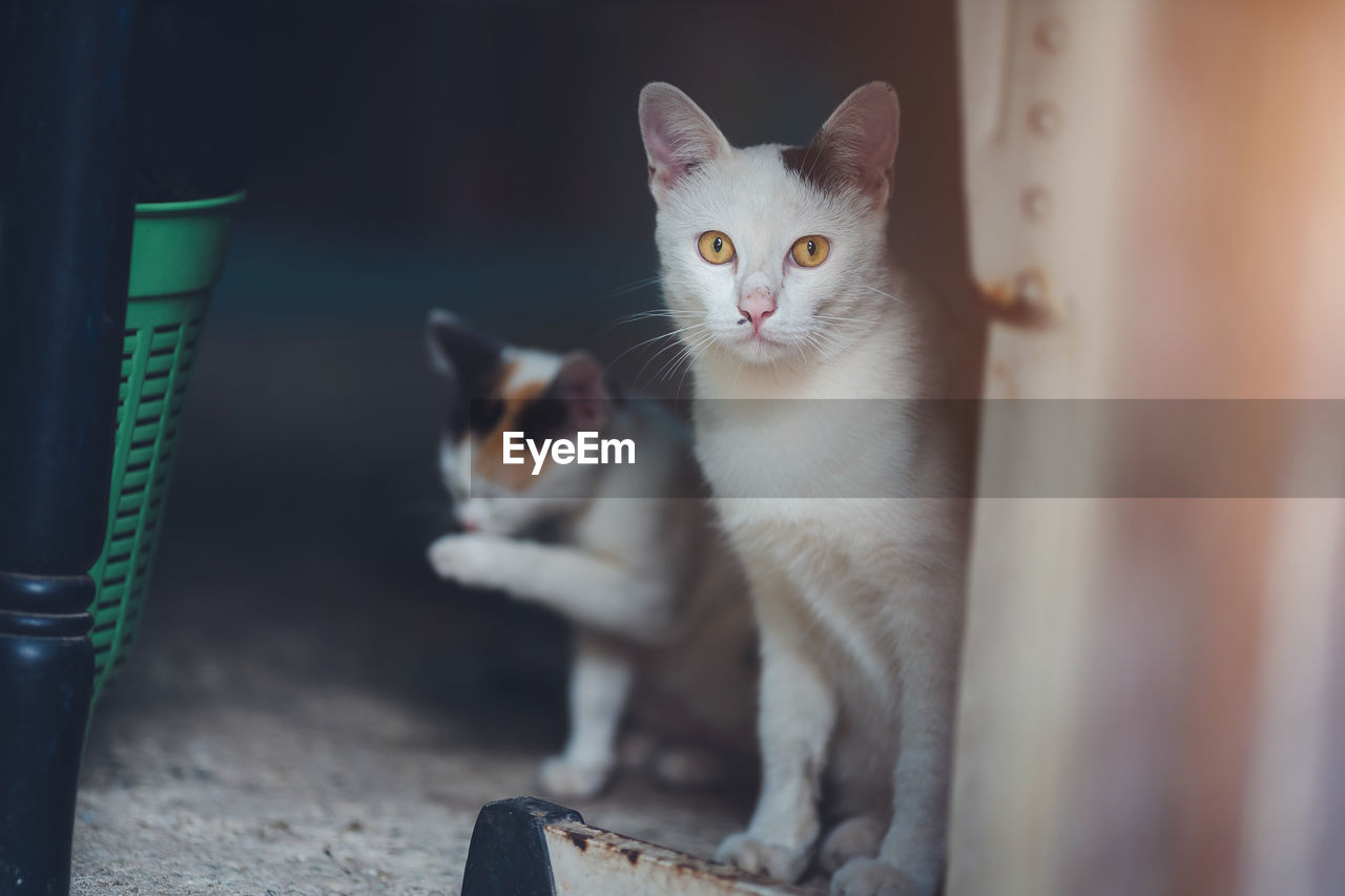 CLOSE-UP PORTRAIT OF CAT WITH EYES