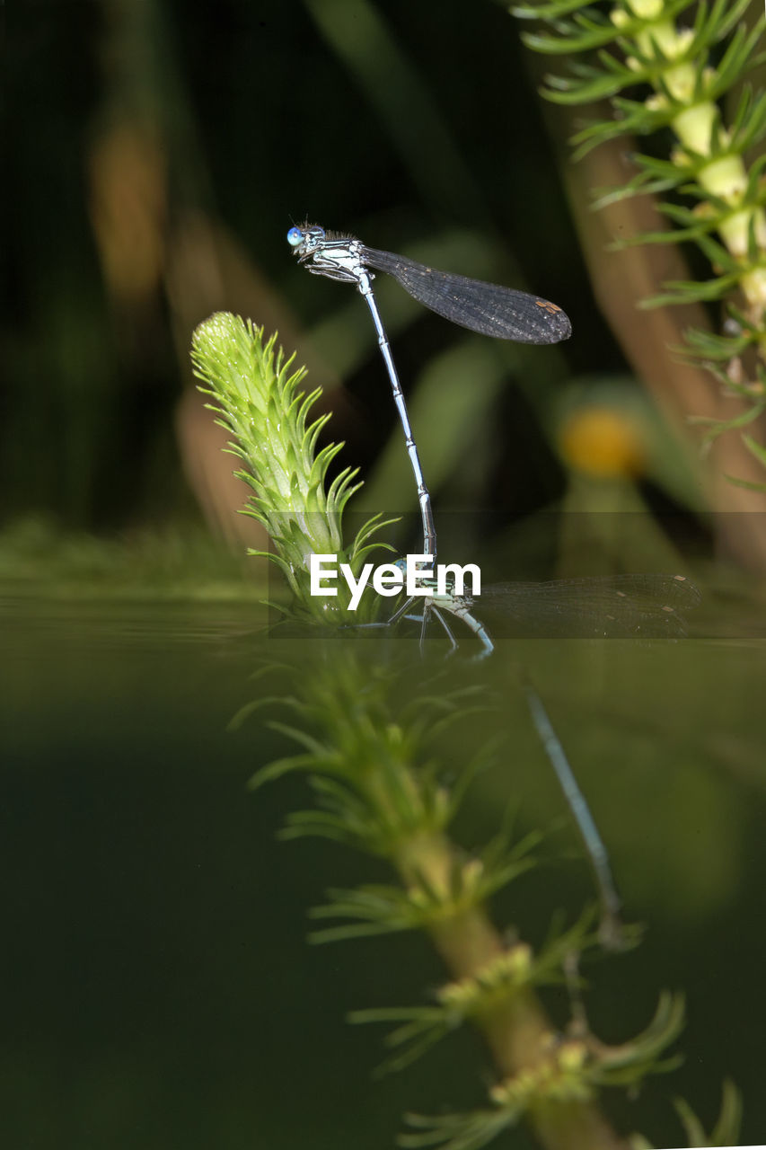 Dragonflies mating on the krka river