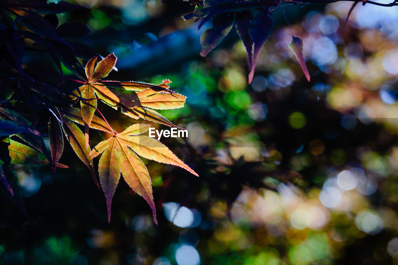 Close-up of maple tree