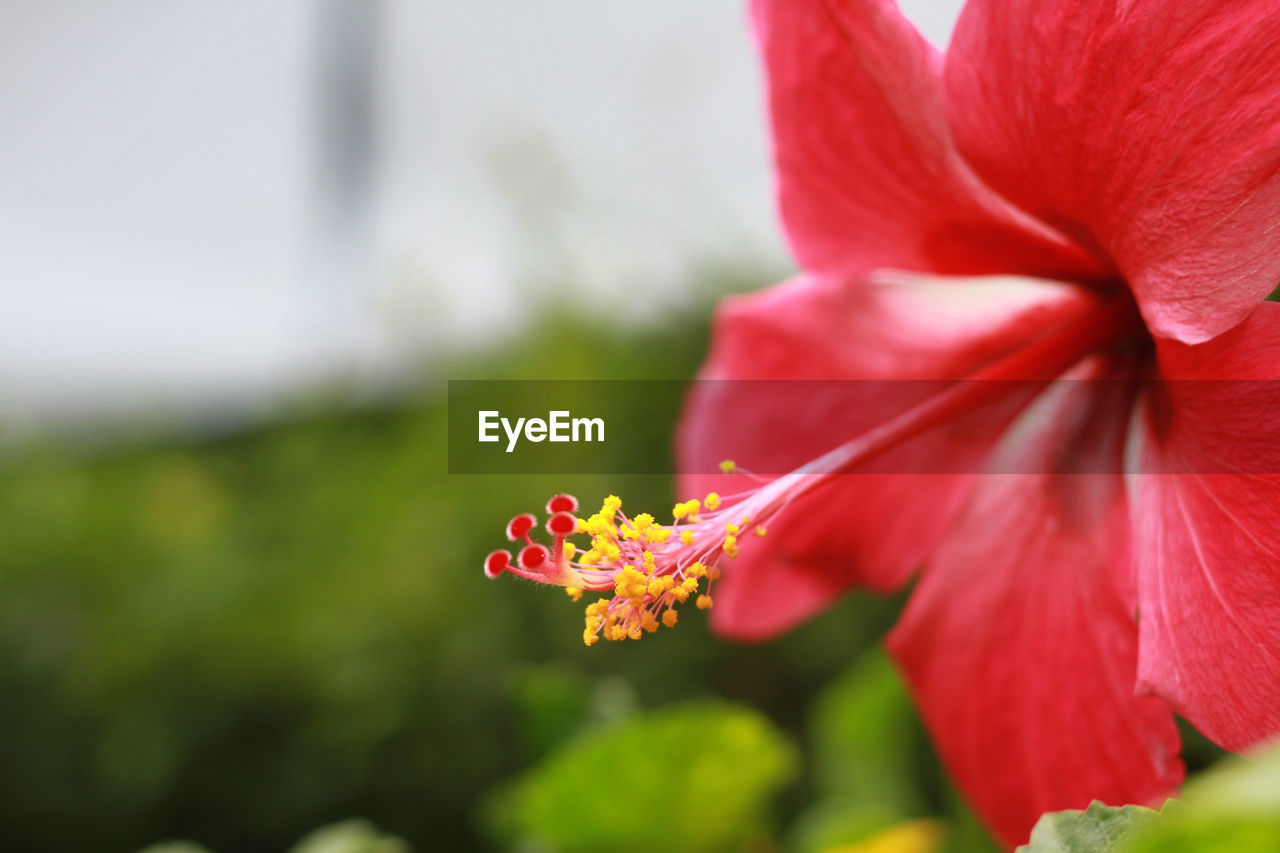 CLOSE-UP OF RED HIBISCUS