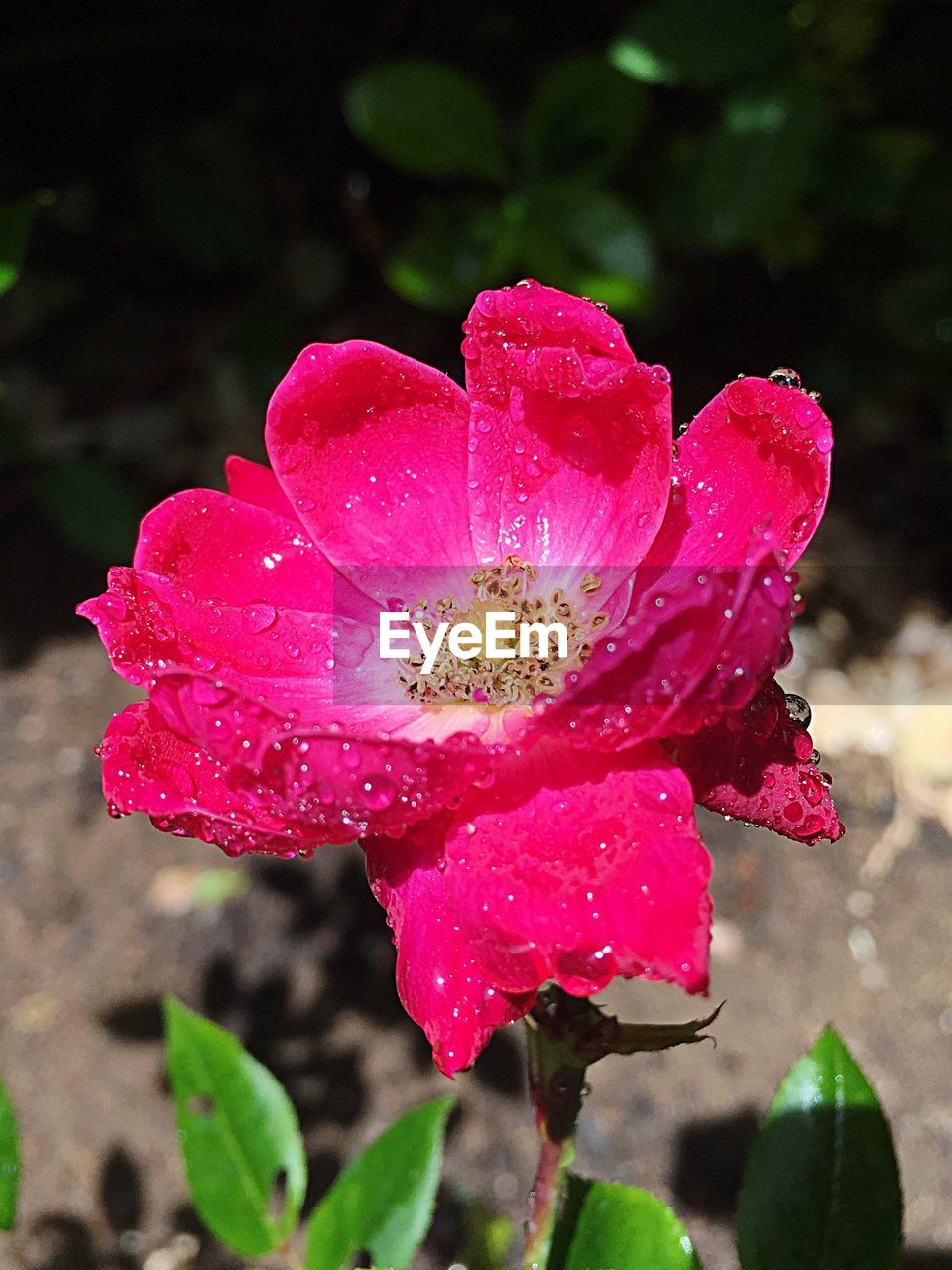 CLOSE-UP OF WATER DROPS ON PINK FLOWER