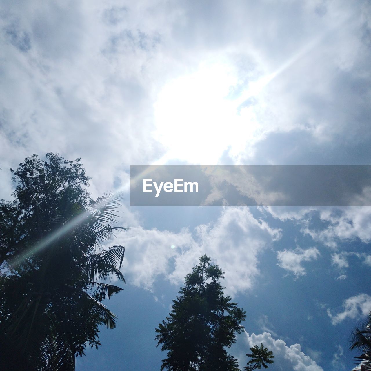 LOW ANGLE VIEW OF TREES AGAINST SKY