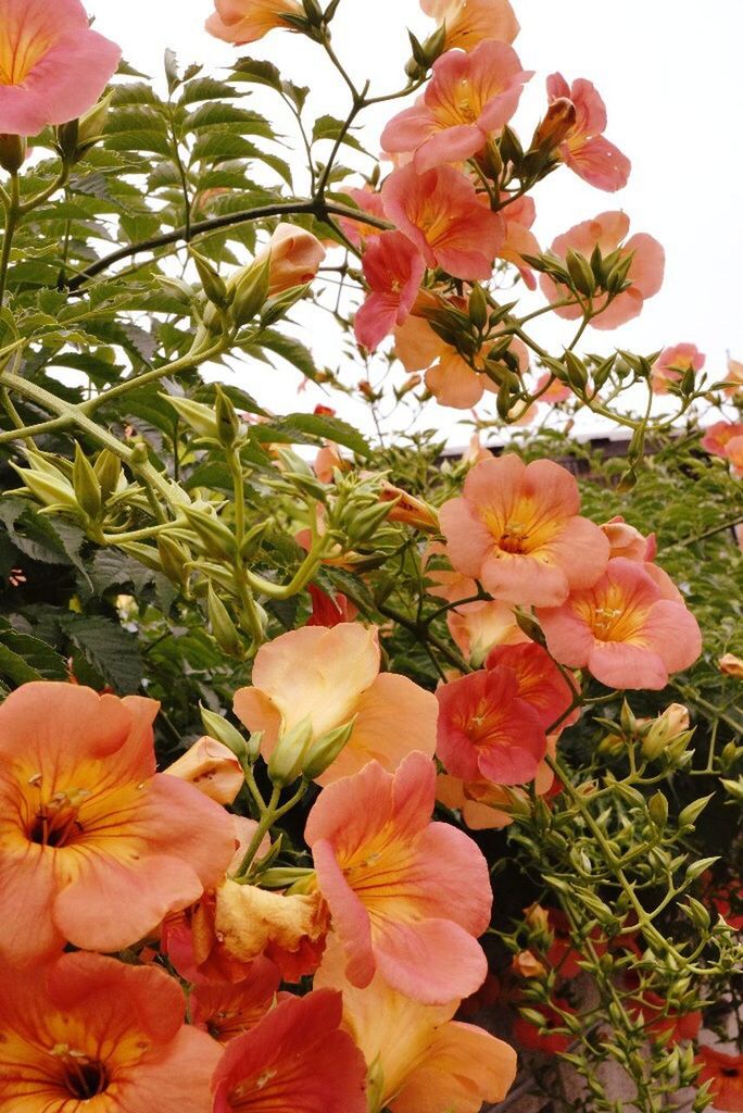 CLOSE-UP OF PINK FLOWERS BLOOMING OUTDOORS