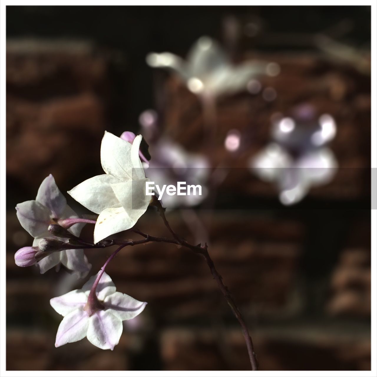 CLOSE-UP OF WHITE FLOWERS BLOOMING