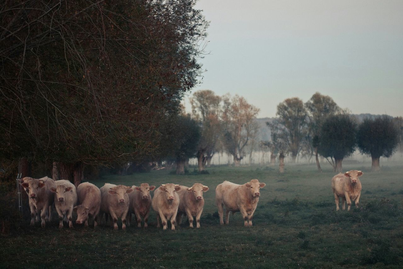 Bulls on grassy field by trees against sky