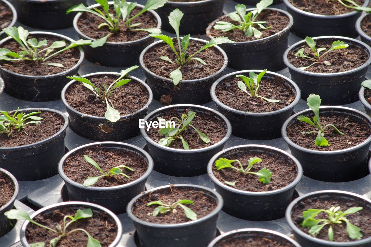 Potted plants in greenhouse