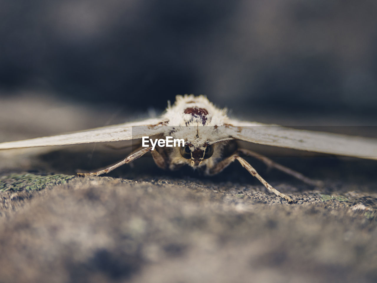 CLOSE-UP OF SPIDER IN THE SURFACE