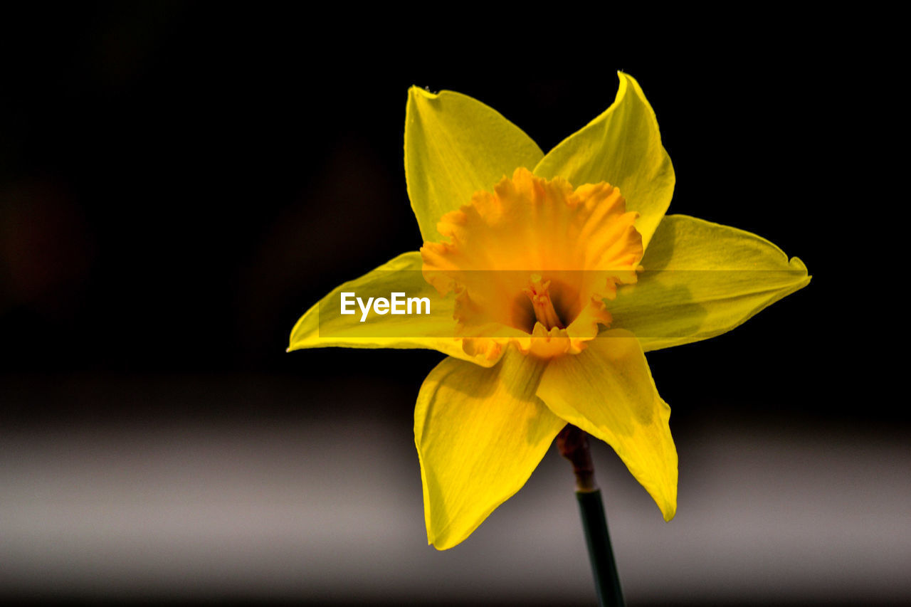 CLOSE-UP OF YELLOW FLOWER BLOOMING IN BLACK BACKGROUND