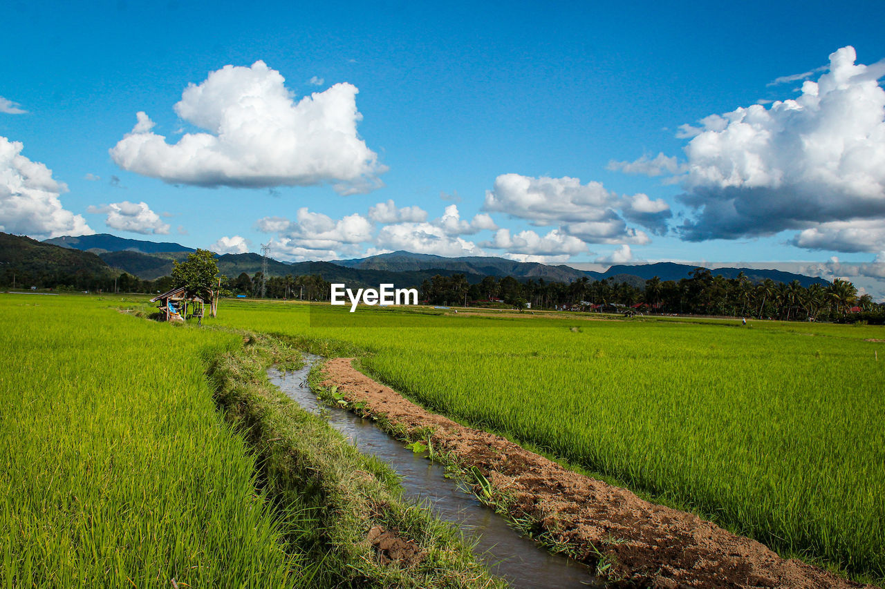 SCENIC VIEW OF AGRICULTURAL LANDSCAPE AGAINST SKY