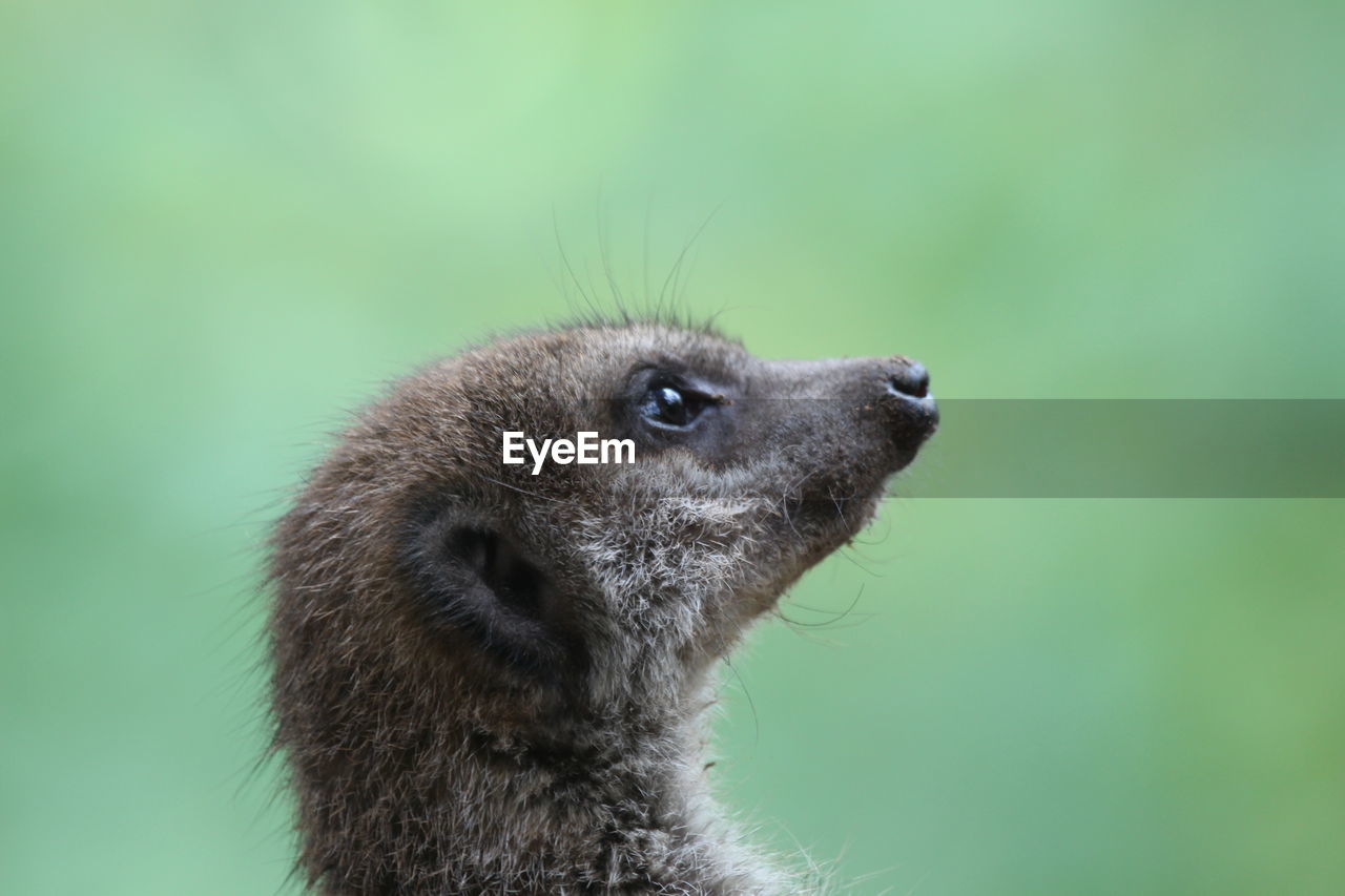 CLOSE-UP OF SQUIRREL OUTDOORS