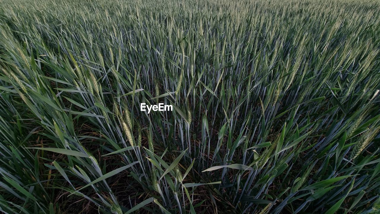 plant, growth, field, land, agriculture, grass, green, crop, landscape, nature, rural scene, farm, no people, beauty in nature, tranquility, cereal plant, day, environment, prairie, outdoors, chrysopogon zizanioides, scenics - nature, backgrounds, triticale, lawn, tranquil scene, high angle view, grassland, full frame