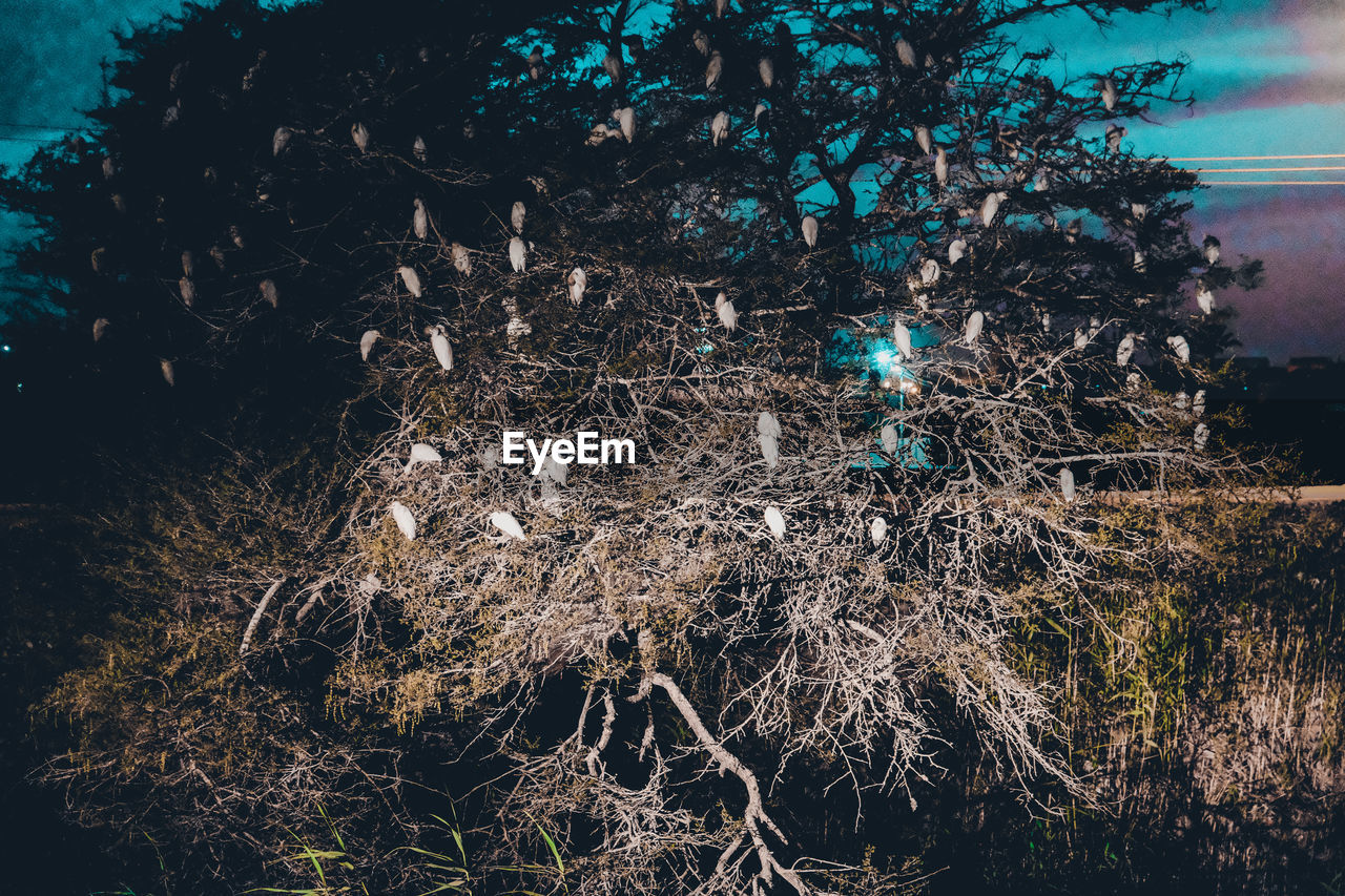 CLOSE-UP OF TREE BRANCHES AGAINST SKY