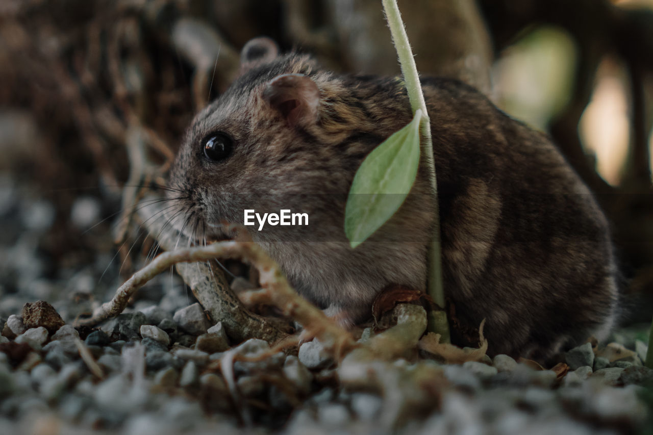 Close-up of a hamster on rock