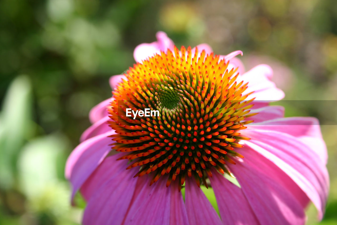 Close-up of coneflower blooming outdoors