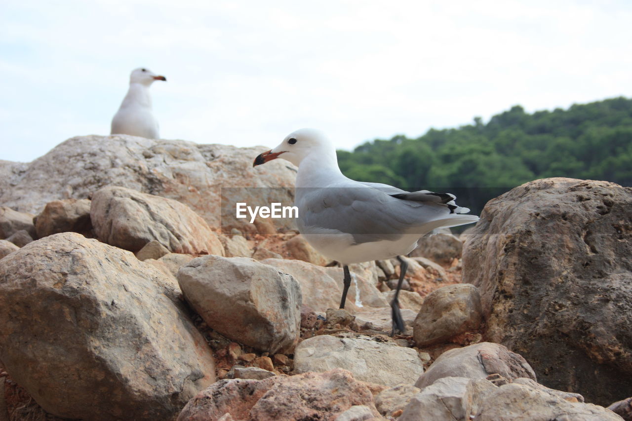 Seagull perching on rock