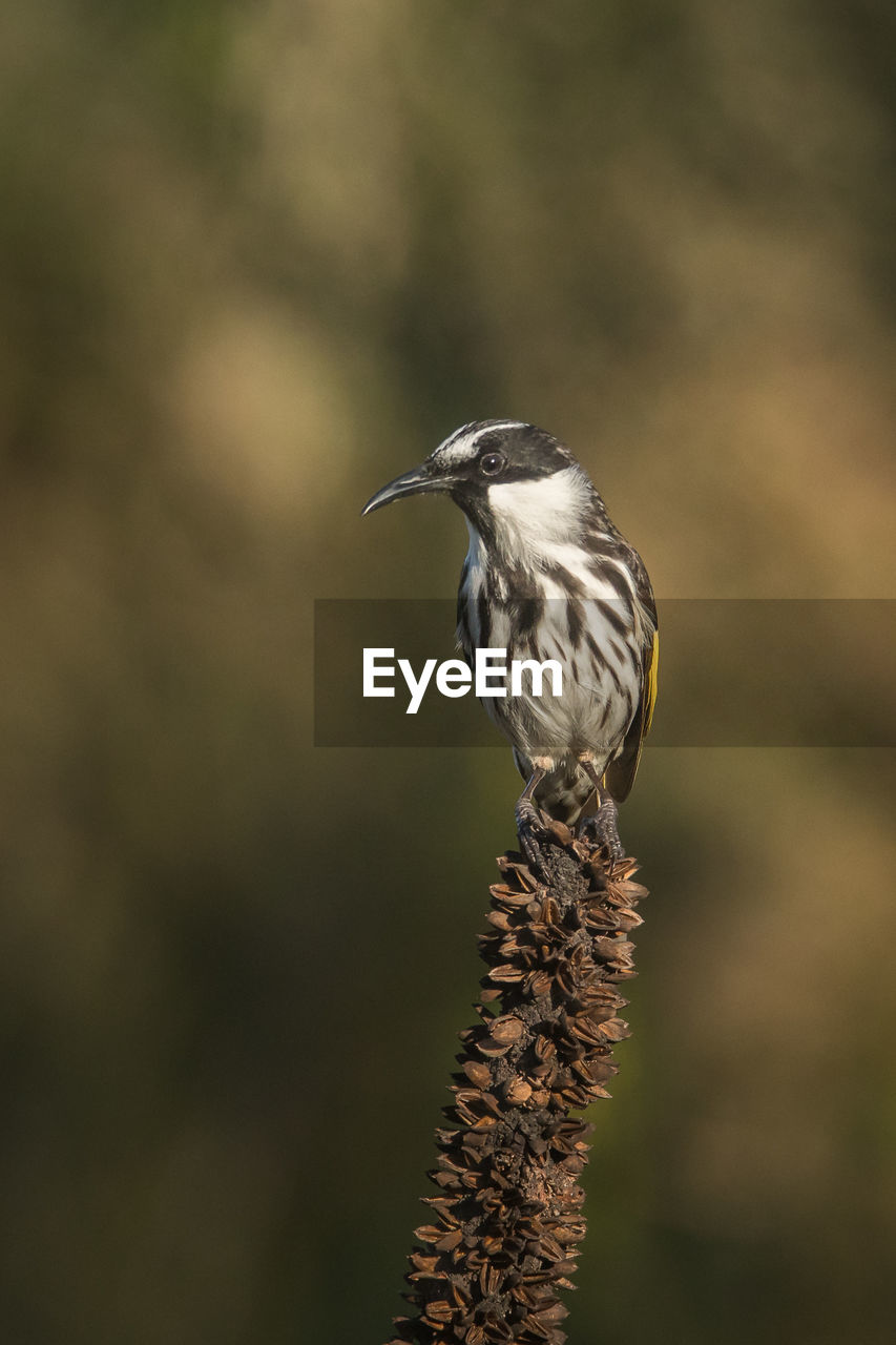 Close-up of bird perching on a tree