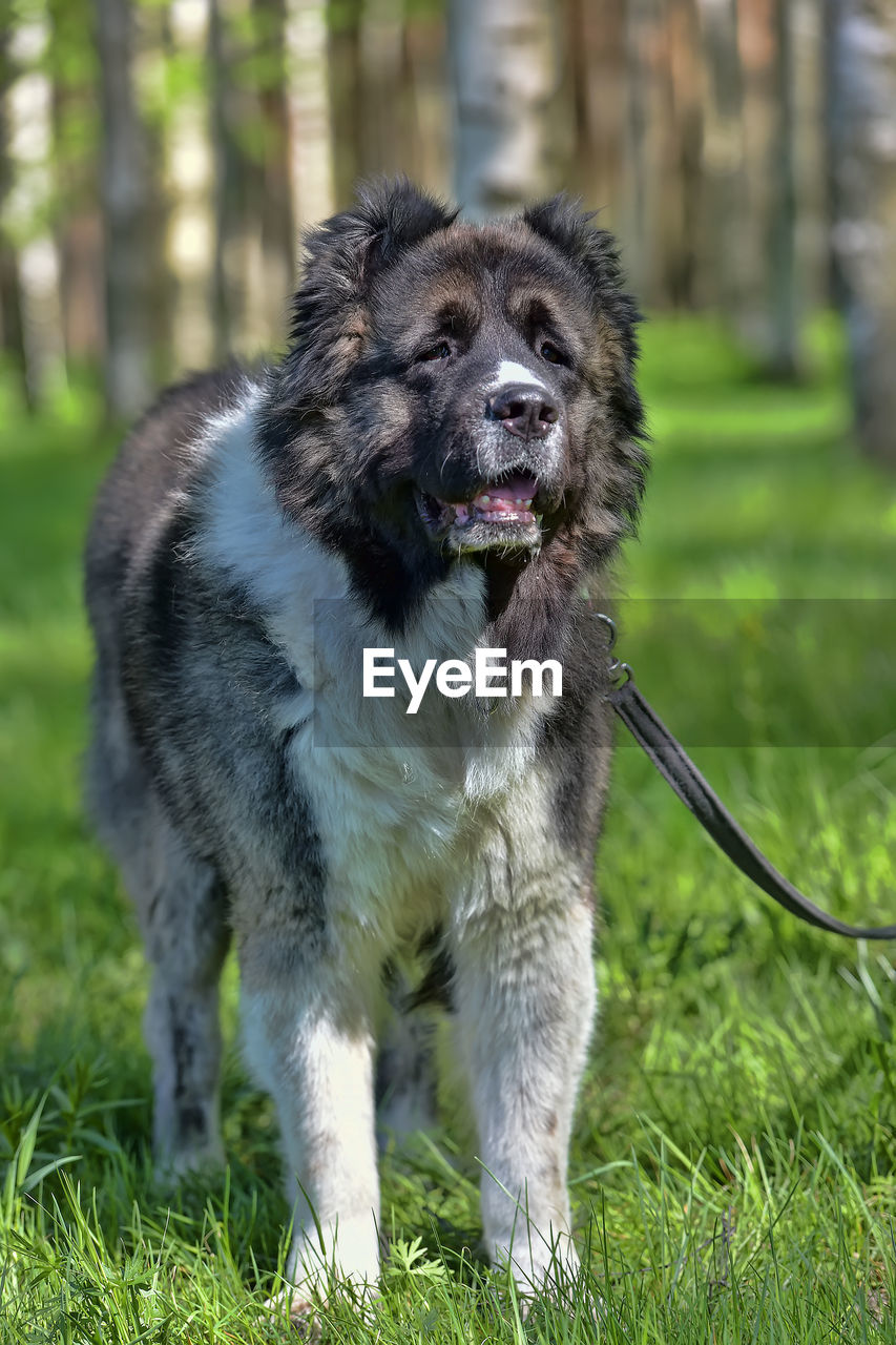 PORTRAIT OF DOG ON GRASS