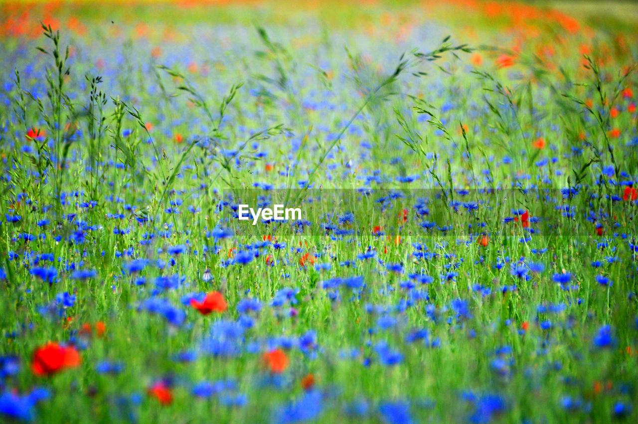 Close-up of flowers growing in field