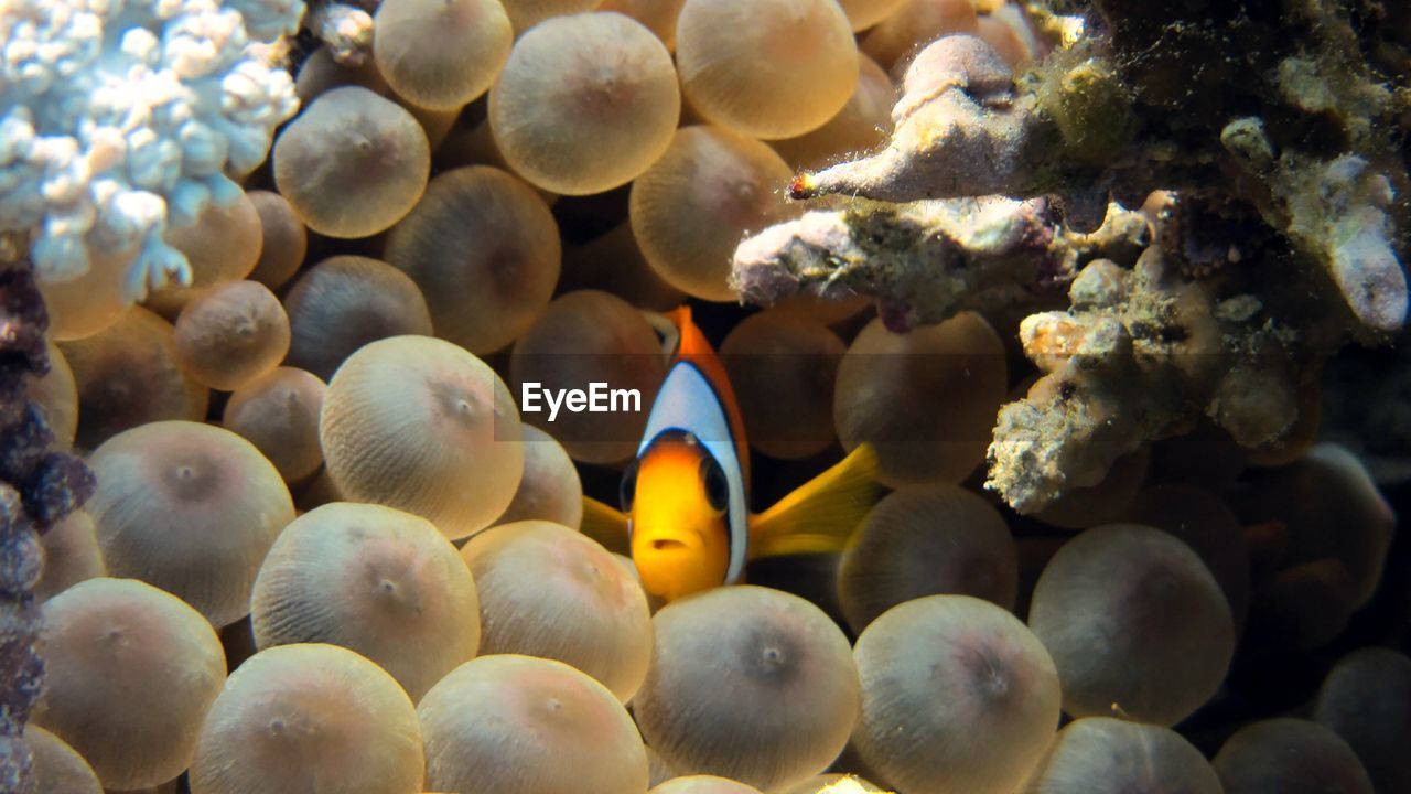 CLOSE-UP OF FISH IN SEA